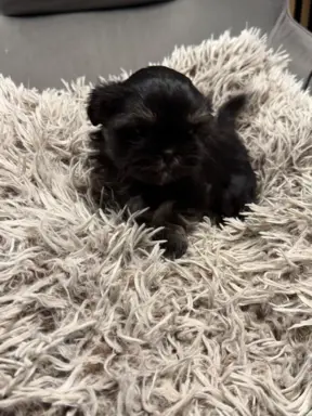 Sunia rasy shih tzu 4