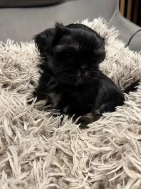 Sunia rasy shih tzu 6