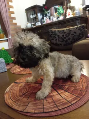 Oferuję do sprzedaży Sunię rasy Rosyjska Bolonka Kolorowa 7