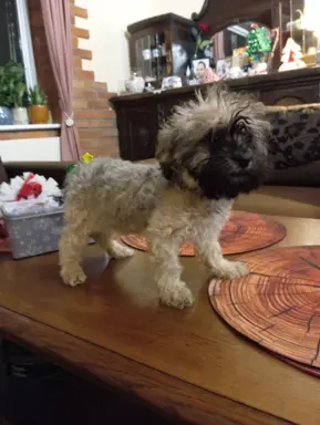 Oferuję do sprzedaży Sunię rasy Rosyjska Bolonka Kolorowa 8