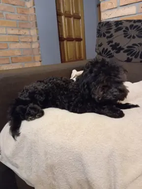 Hawana Rosyjska Bolonka Kolorowa 3