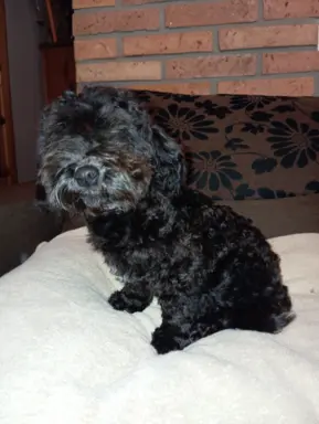 Hawana Rosyjska Bolonka Kolorowa 4