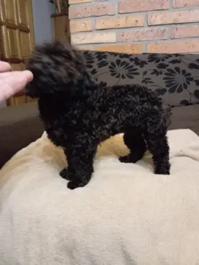 Hawana Rosyjska Bolonka Kolorowa 7