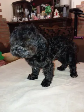 Hawana Rosyjska Bolonka Kolorowa 8