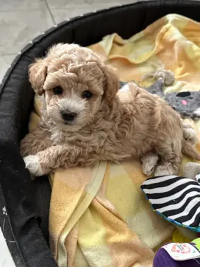 Poochon Bichpoo Maltipoo 1