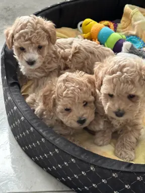 Poochon Bichpoo Maltipoo 2