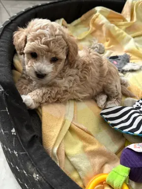 Poochon Bichpoo Maltipoo 3