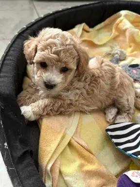 Poochon Bichpoo Maltipoo 4