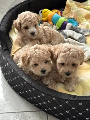 Poochon Bichpoo Maltipoo 7