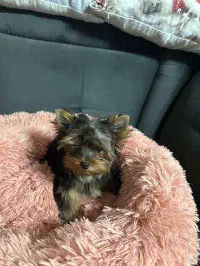 Yorkshire Terrier 1
