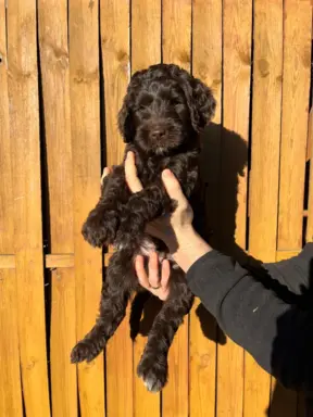 Aussiedoodle Standardowe 3