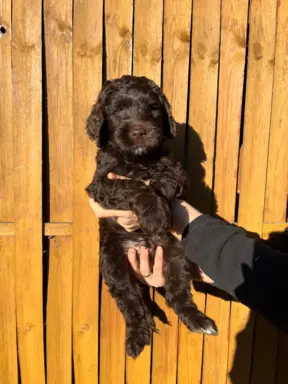 Aussiedoodle Standardowe 4