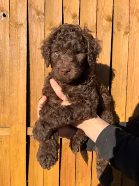 Aussiedoodle Standardowe 2