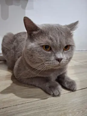 Reproduktor kocur Brytyjski krótkowłosy 4