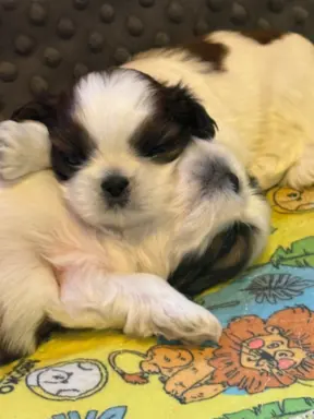 Szczeniak Shih-Tzu 3