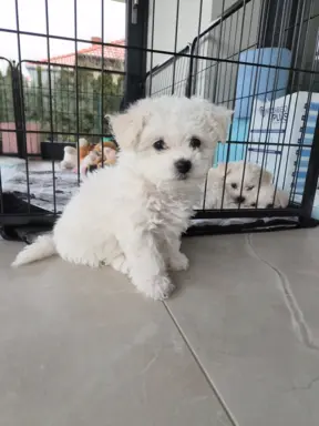 Bichon Frise suczka gotowa do zmiany domu 1