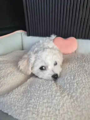 Bichon Frise suczka gotowa do zmiany domu 3