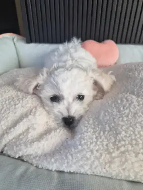 Bichon Frise suczka gotowa do zmiany domu 4