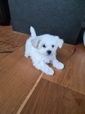 Bichon Frise suczka gotowa do zmiany domu 5