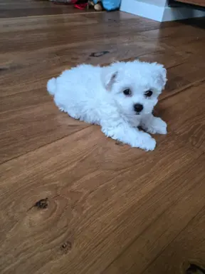 Bichon Frise suczka gotowa do zmiany domu 6