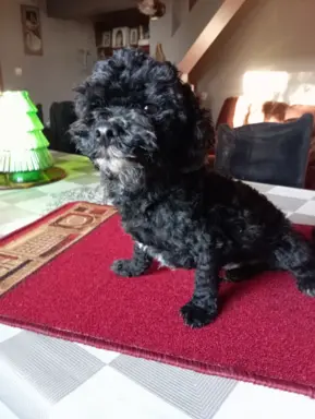 Rosyjska Bolonka Kolorowa piesek o imieniu Gibson 6