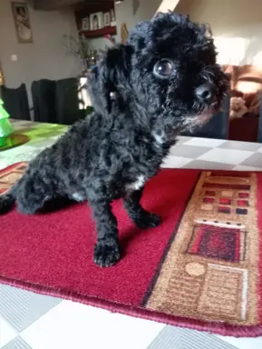 Rosyjska Bolonka Kolorowa piesek o imieniu Gibson 7