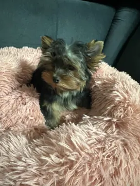 Yorkshire Terrier 2