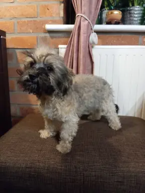 Oferuję do sprzedaży Sunię rasy Rosyjska Bolonka Kolorowa 8