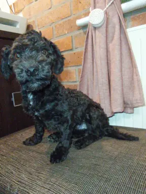 Husar piesek rasy Rosyjska Bolonka Kolorowa 6