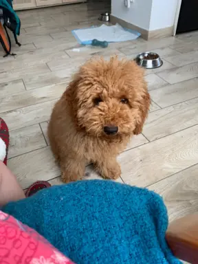 Pudel miniaturowy red Ferro 1