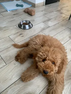 Pudel miniaturowy red Ferro 3