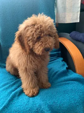 Pudel miniaturowy red Ferro 4