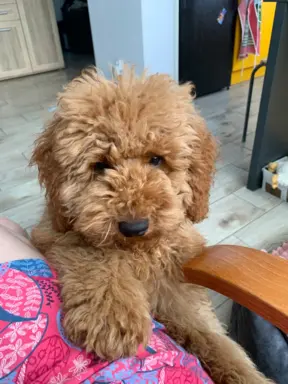 Pudel miniaturowy red Ferro 6