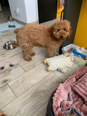 Pudel miniaturowy red Ferro 7