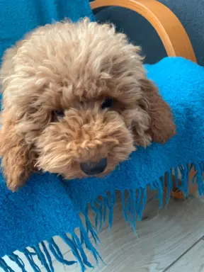 Pudel miniaturowy red Ferro 8