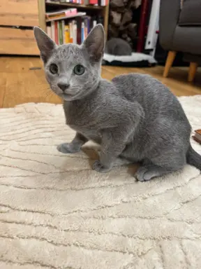 Kotki rosyjskie niebieskie 1