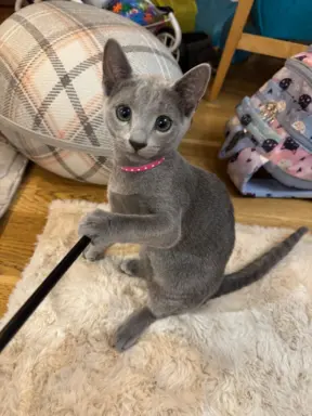 Kotki rosyjskie niebieskie 2