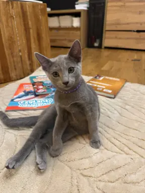 Kotki rosyjskie niebieskie 4