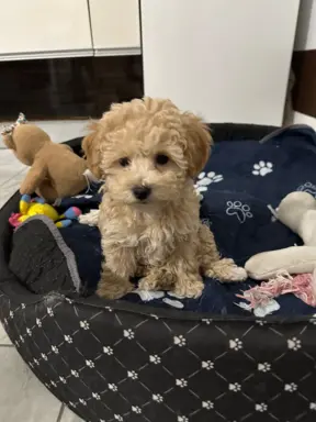 Poochon Bichpoo Maltipoo 7