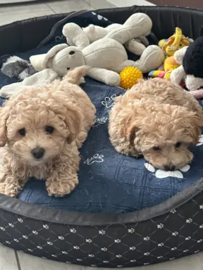 Poochon Bichpoo Maltipoo 10