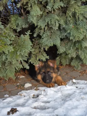 Owczarek Niemiecki Długowłosy szczenięta 2