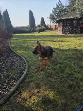 Owczarek Niemiecki Długowłosy szczenięta 4