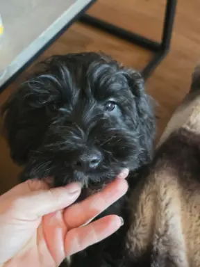 Sznaucer miniaturowy z badaniami genetycznymi 2