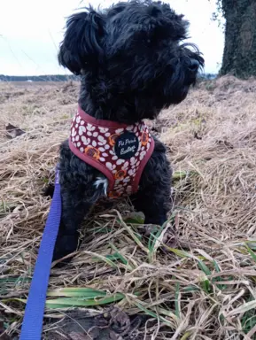 Ice Man piesek rasy Rosyjska Bolonka Kolorowa 8