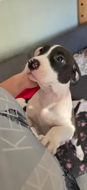 suczka ELOWEN All for You FCI 2