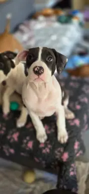 suczka ELOWEN All for You FCI 4