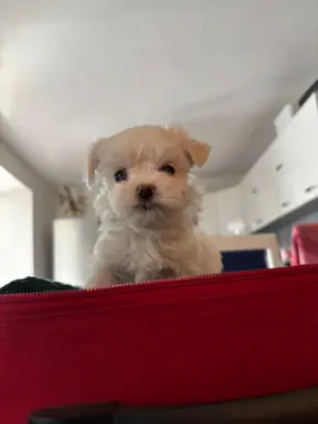 Cudowny maltanczyk 3