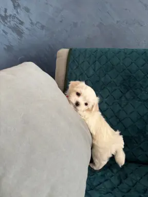 Cudowny maltanczyk 5