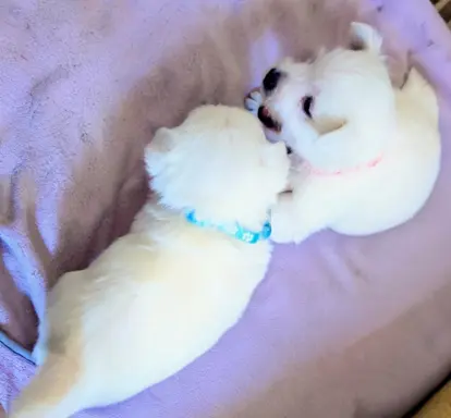 West highland white terrier - Zapowiedź miotu kwiecień 2026 5