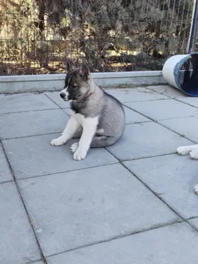 Siberian husky ZKwP/FCI piesek agouti gotowy na nowy dom 3